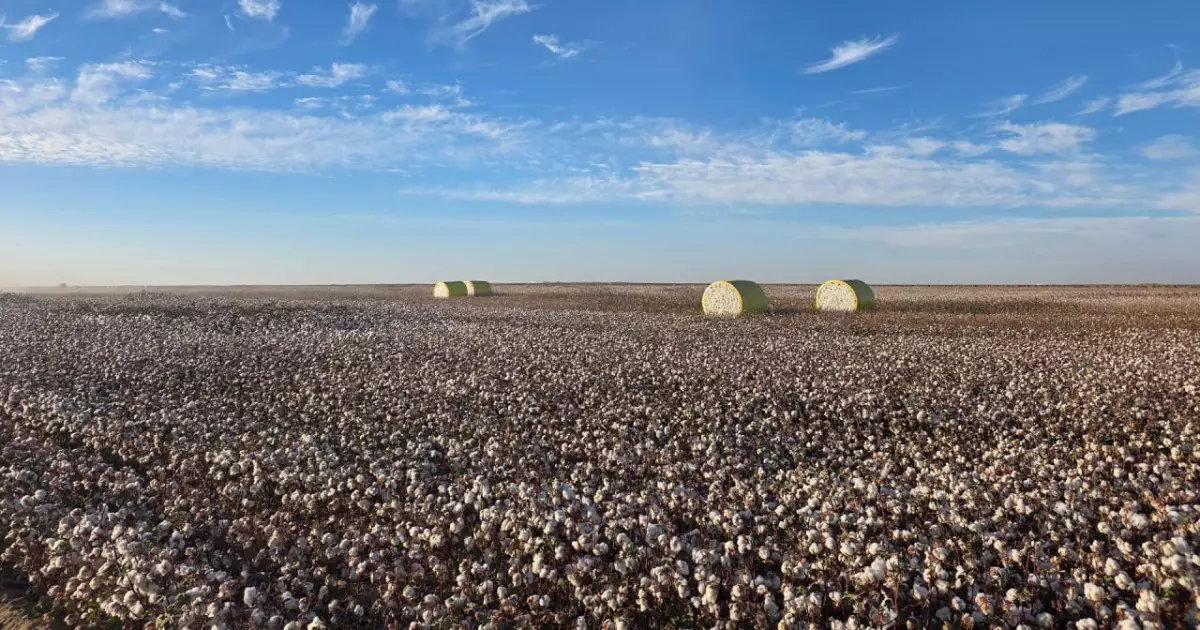   Түркістан облысында мақта өсіруден бастап киім дайындауға дейінгі ауқымды кластер құрылады   