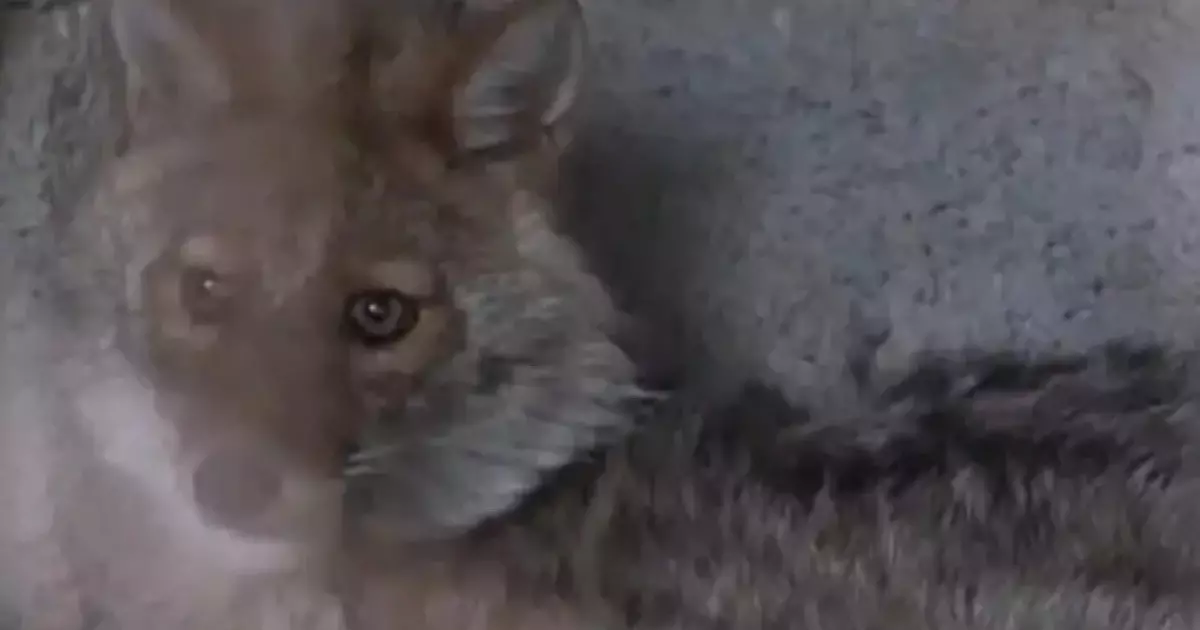  Солтүстік Қазақстанда түлкі баланы қауып алды 