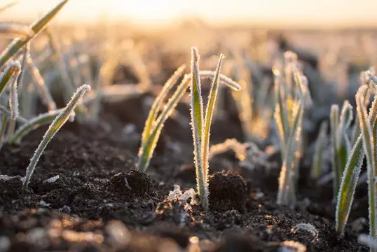 Зима пришла, а снега нет: какую поддержку окажут аграриям в Казахстане?