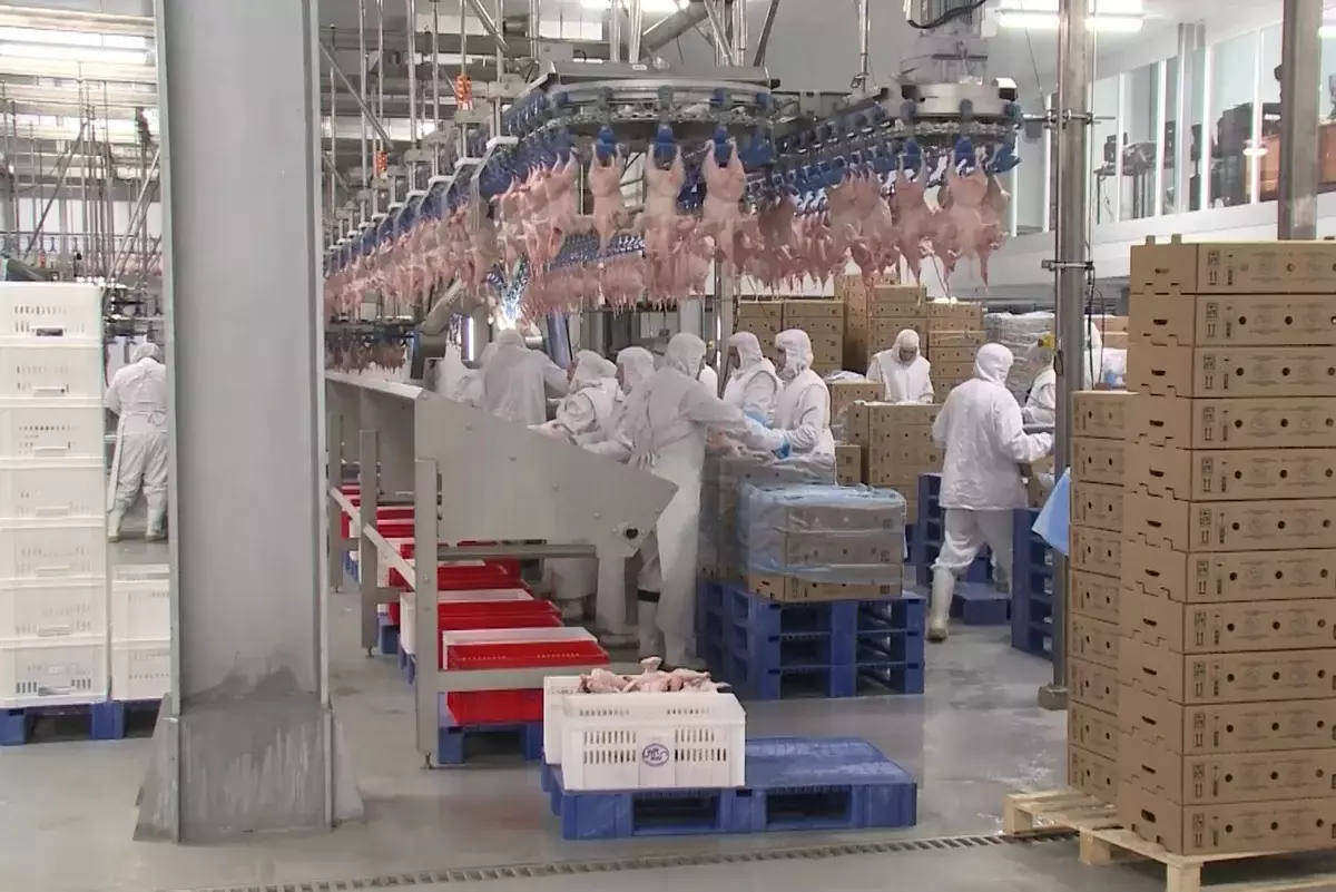 Господдержка АПК: запущены сахарный завод, птицефабрики и переработка фруктов и ягод