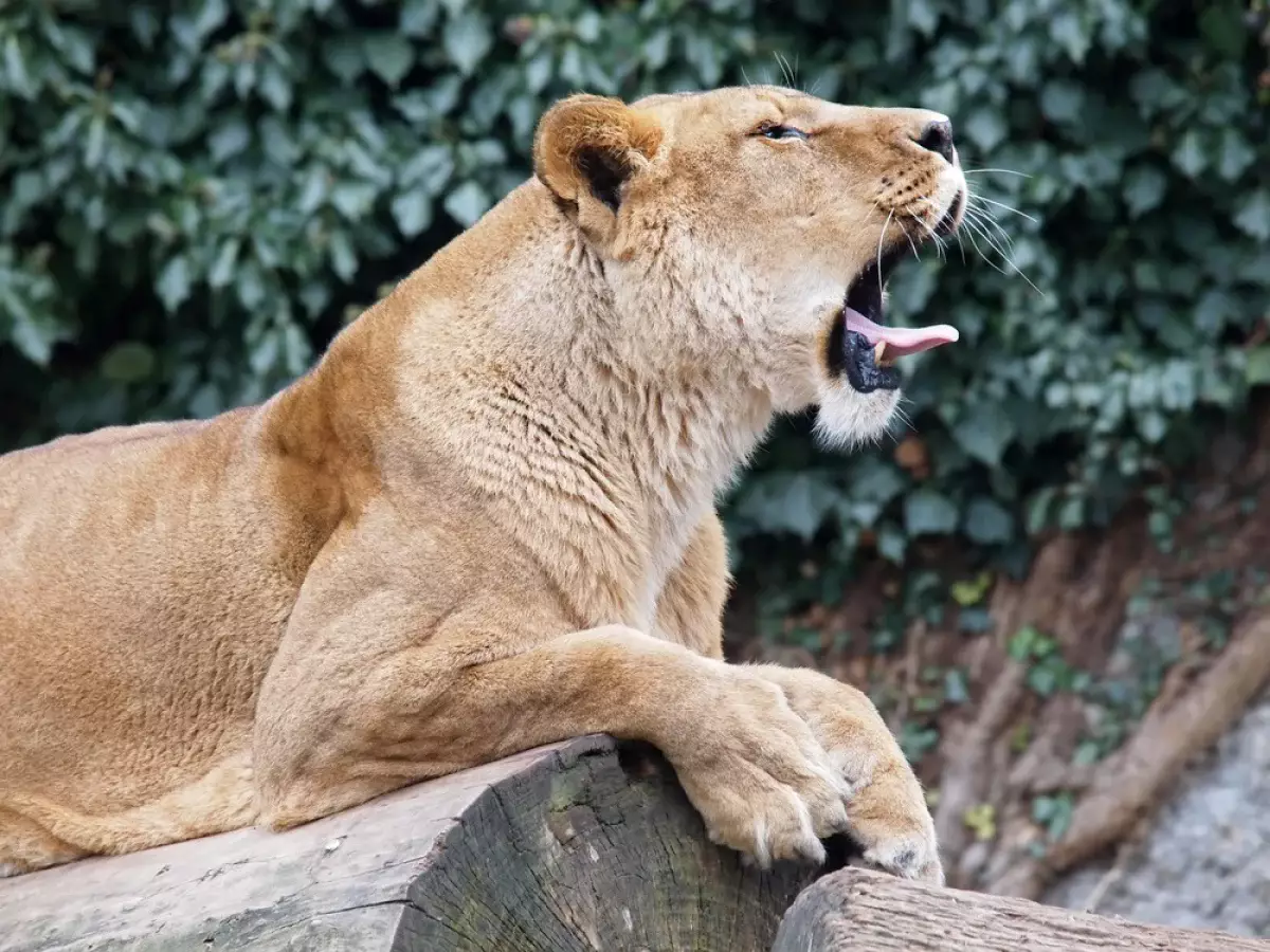 Мечтал стать дрессировщиком: львица загрызла посетителя зоопарка
