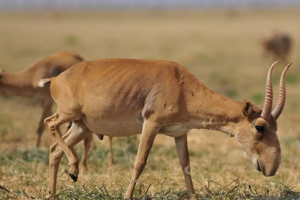 Сколько сайгаков пустили на мясо в Казахстане