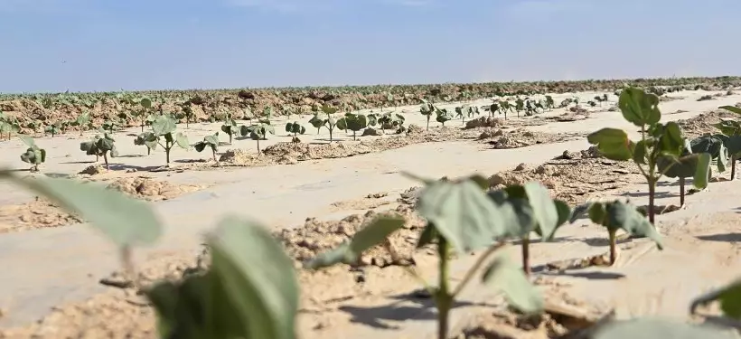 От выращивания хлопка до производства одежды: масштабный кластер появится в одном из регионов РК