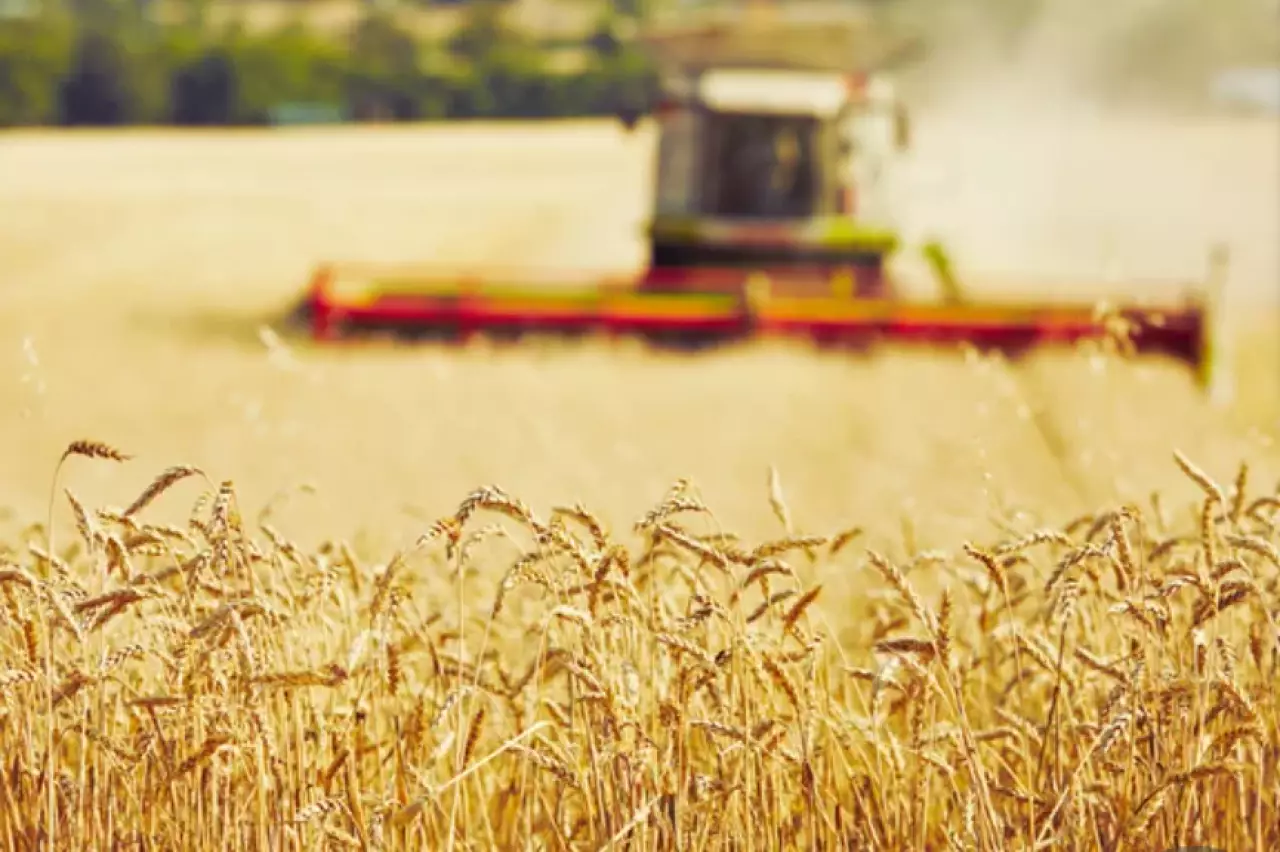 Акмолинская область стала лидером страны по валовому сбору зерновых