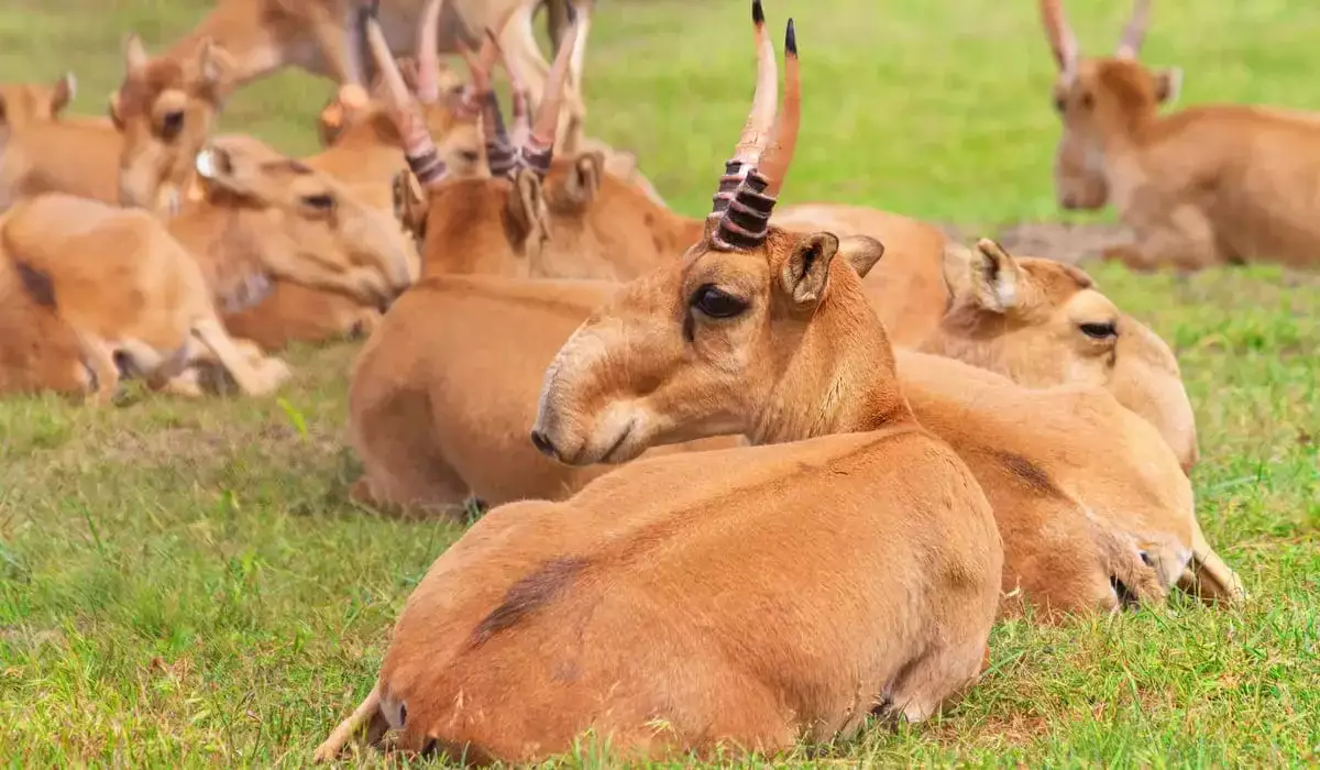 Туши 196 тысяч сайгаков передали мясоперерабатывающим предприятиям Казахстана