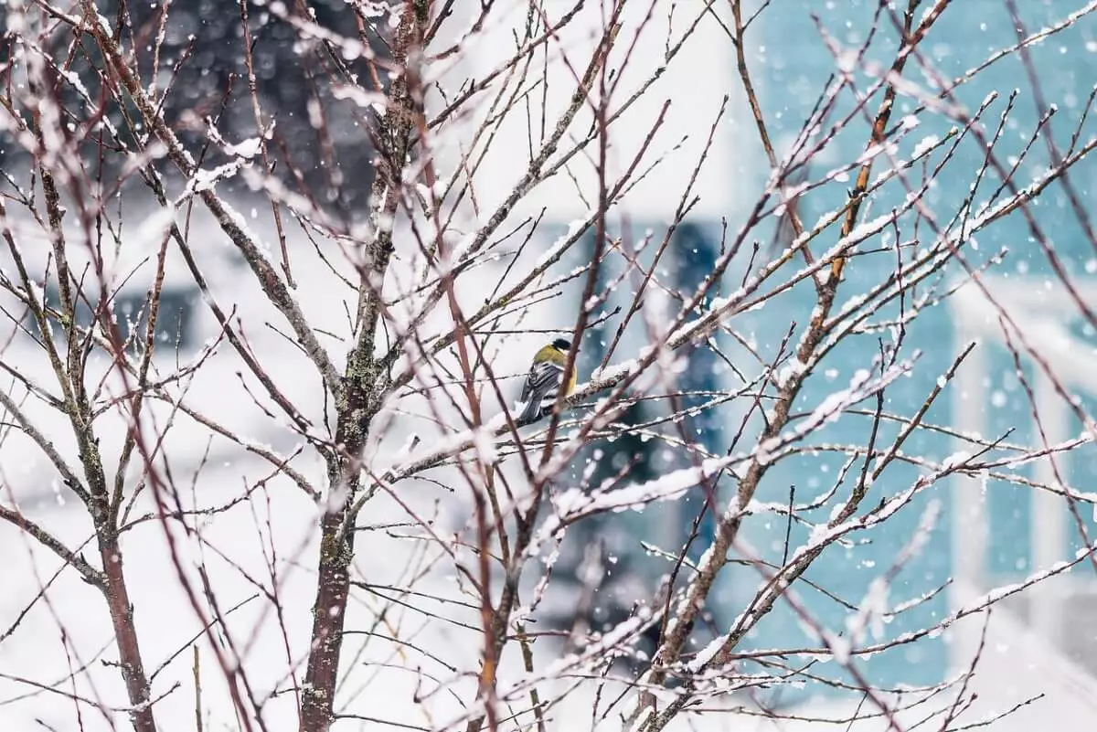 Дождь и снег пройдут на юго-западе и востоке Казахстана