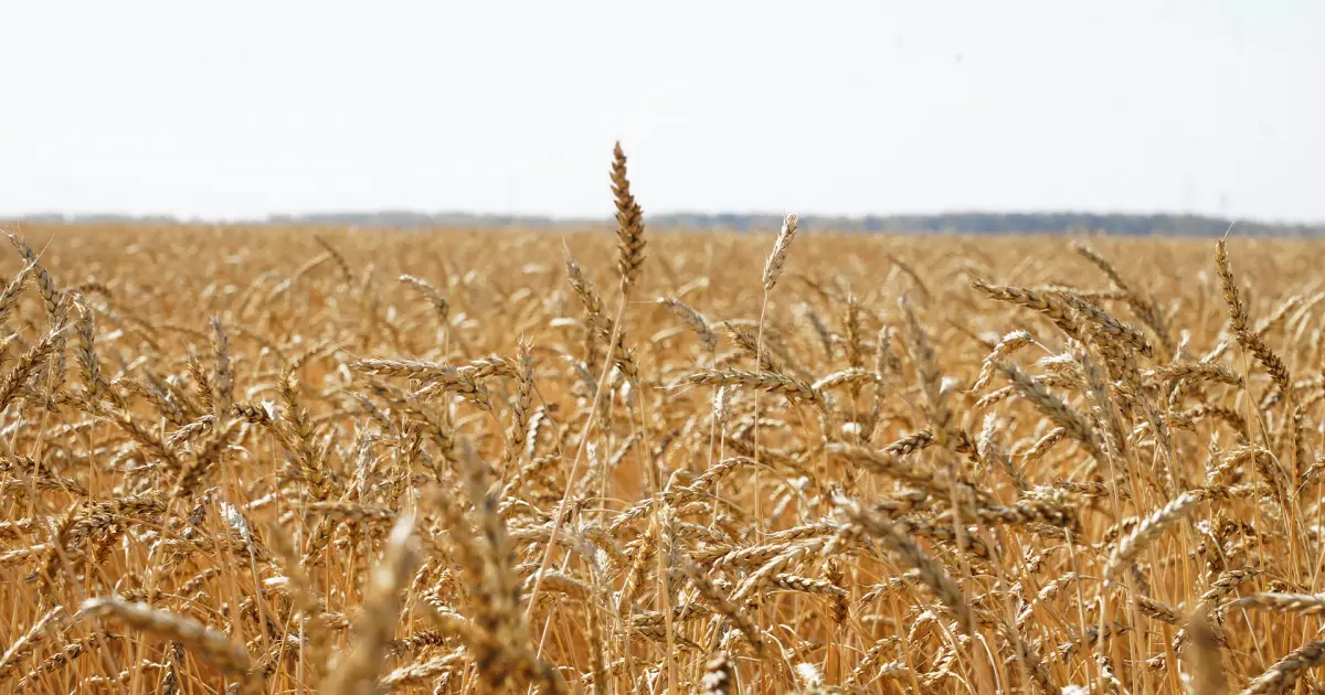   Ақмола облысы астықтың жалпы жиналымы бойынша елімізде көшбасшылар қатарына шықты   