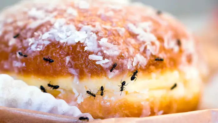 Солтүстік Қазақстанда мектеп асханасы оқушыларға жәндіктері бар тамақ берген