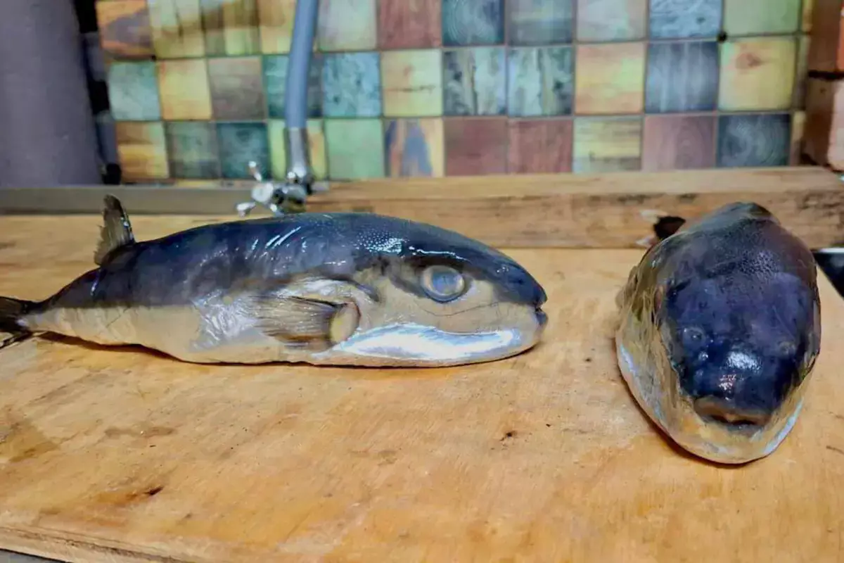 Смертельно опасную рыбу продали россиянину под видом скумбрии - новости на Lada.kz 03.12.2025