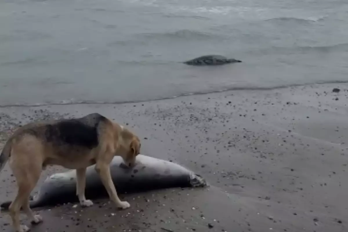 На побережье Каспия в Дагестане обнаружили 484 мёртвых тюленя — специалисты выясняют причины массовой гибели