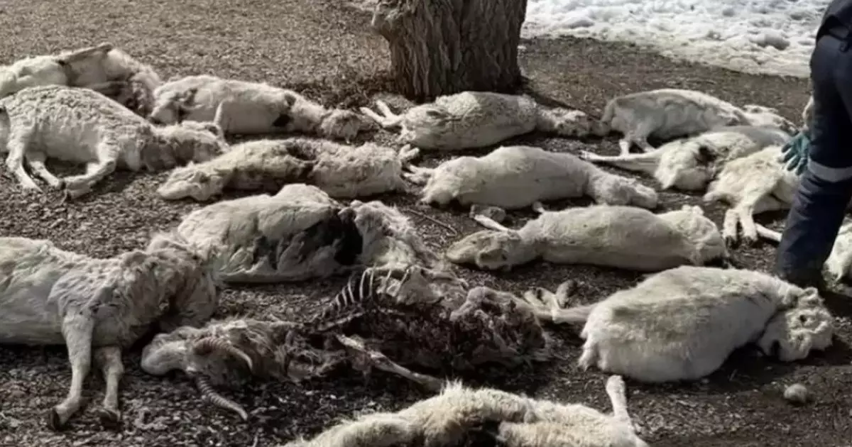  Ұлытау облысында үш мыңға жуық киіктің өлексесі табылды: облыс әкімі киік өліміне не себеп болғанын айтты 