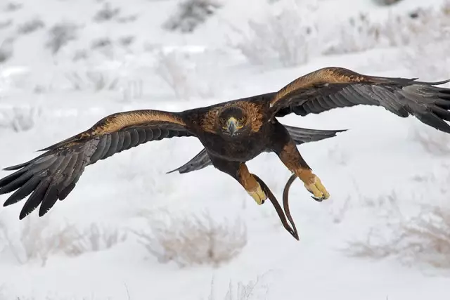 Бекен Қайратұлы. Мұздаққара