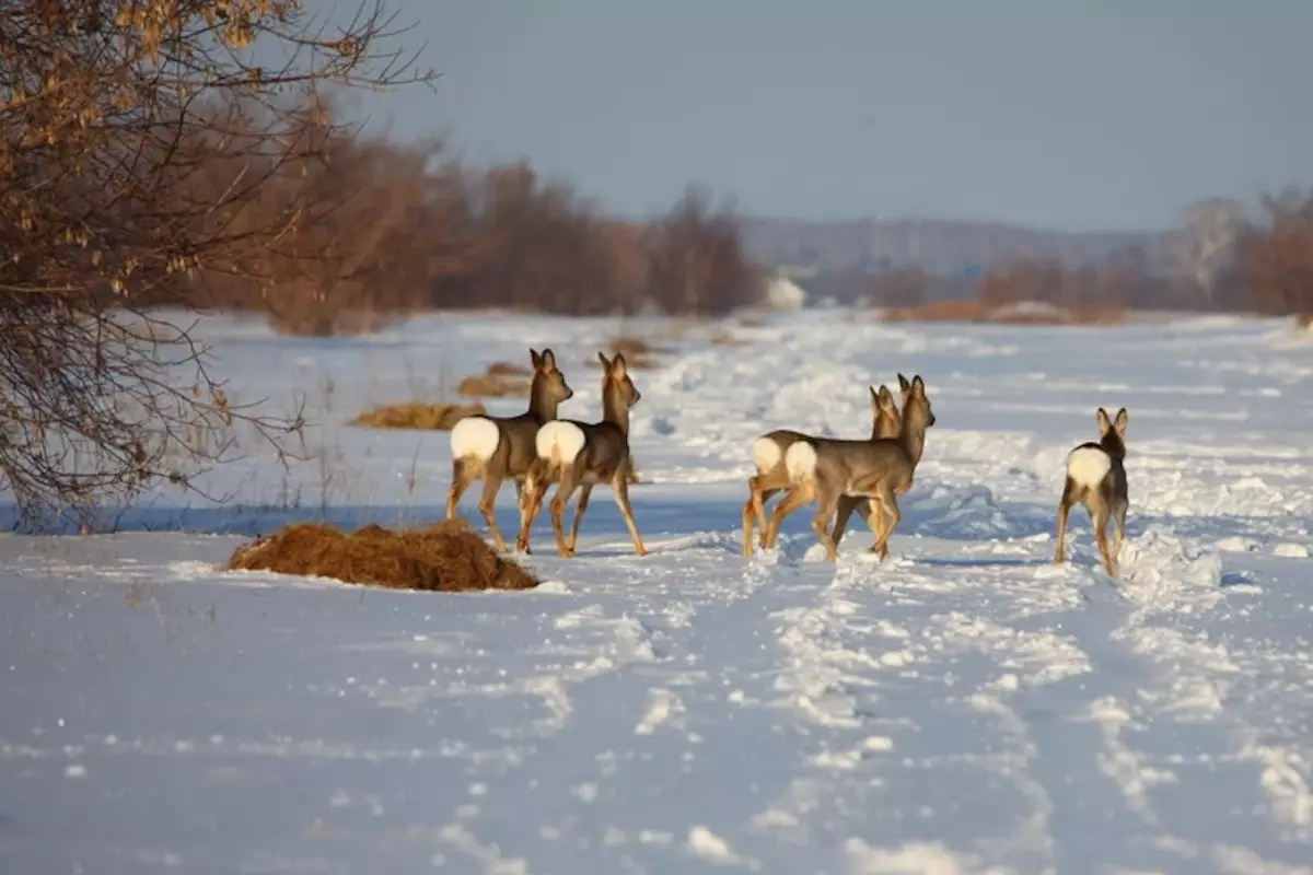 Тысячи косуль мигрируют в Казахстан из России: причины и масштабы явления