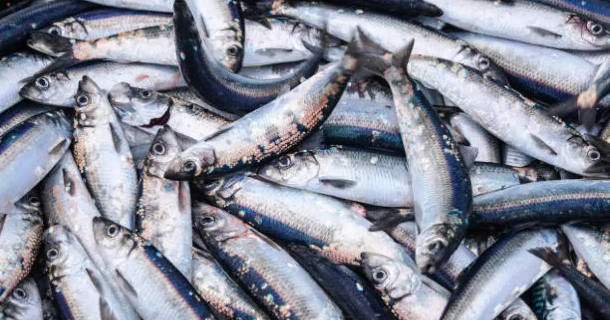  «Шығын – 9 млн теңге»: Бурабайда 640 келі балық аулағандар сотталды 