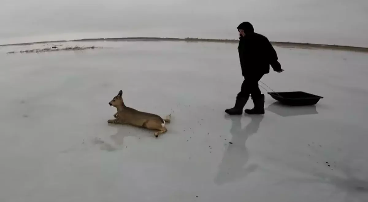 Массовую миграцию косуль из России в Казахстан фиксируют лесники