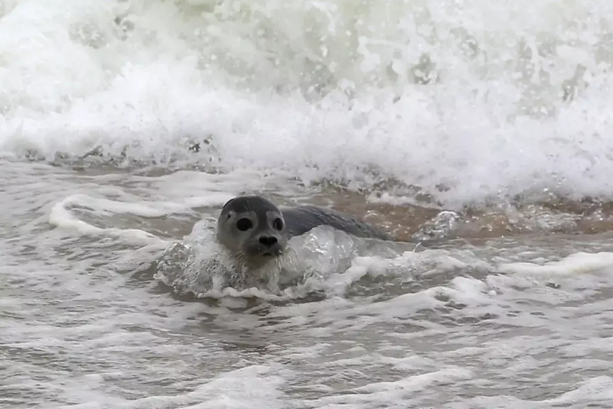 На побережье Каспийского моря в Дагестане нашли сотни мертвых тюленей - новости на Lada.kz 03.12.2025