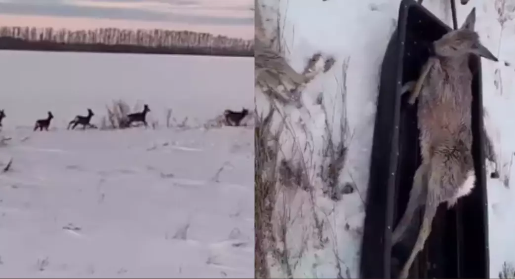 Косули массово мигрируют из Новосибирской в Павлодарскую область