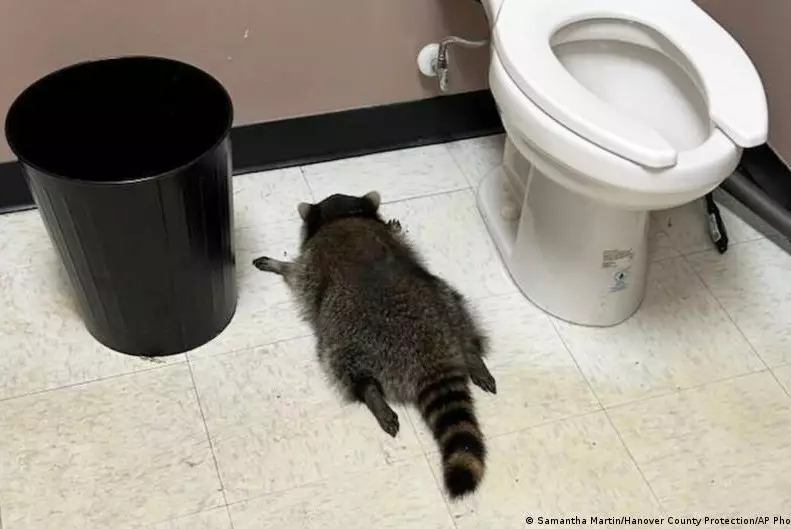 В США пьяный енот разгромил алкогольный магазин