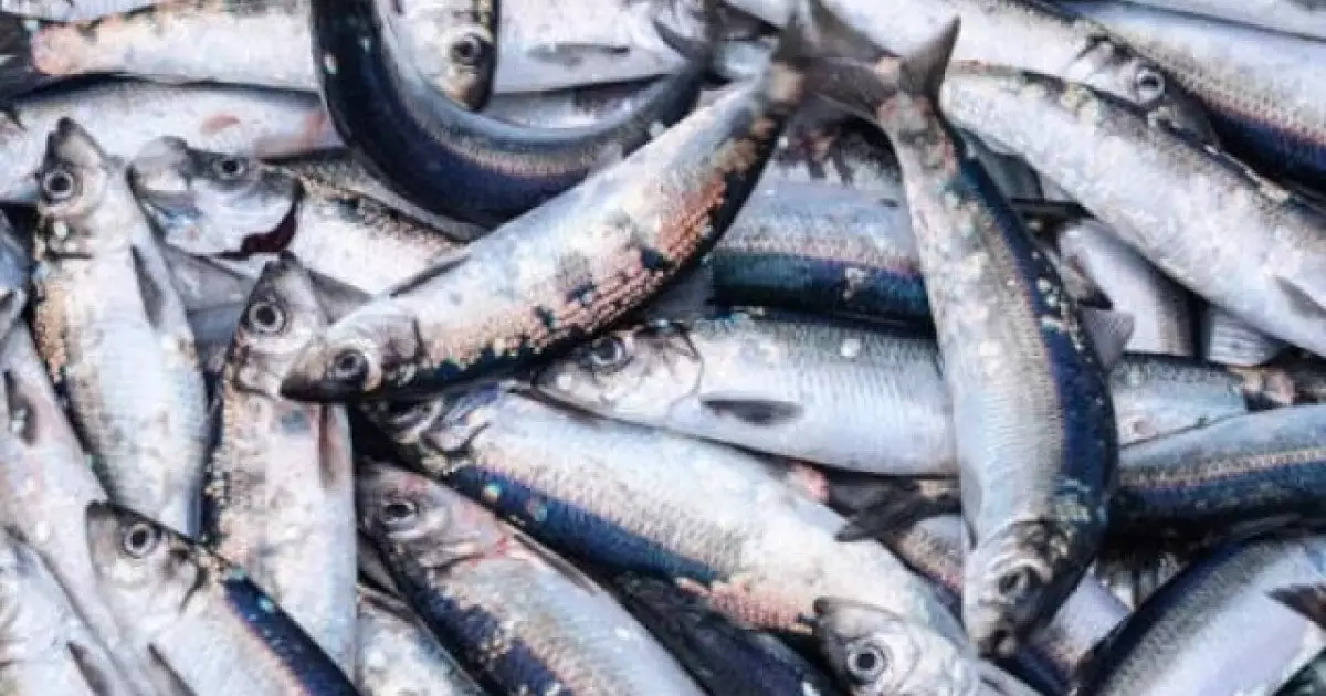  Бурабайда балық аулағандар сотталды 