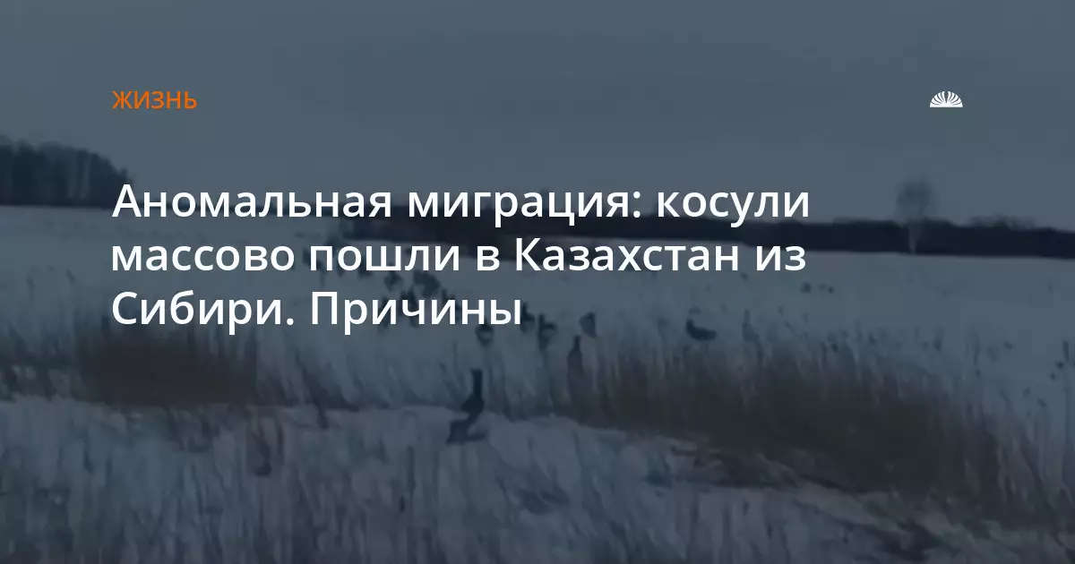 Аномальная миграция косуль из Сибири в Казахстан массово наблюдается учеными.