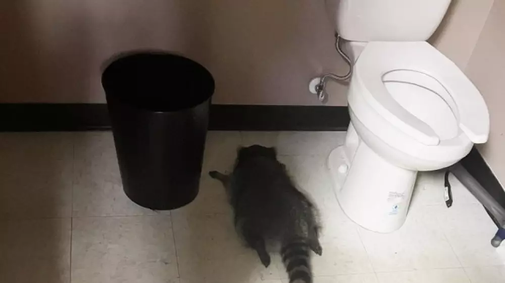 В США пьяный енот разгромил магазин и уснул