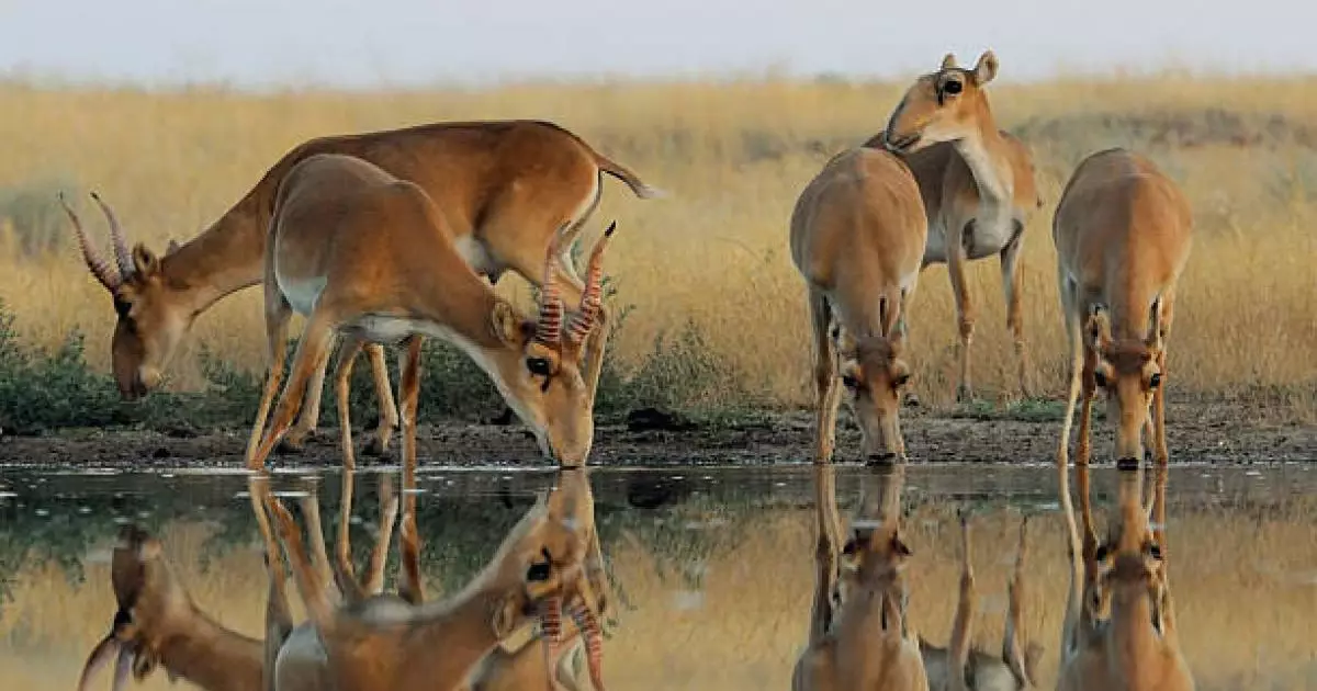 Қазақстанда киік саны келесі жылы 5 миллионға жетеді 