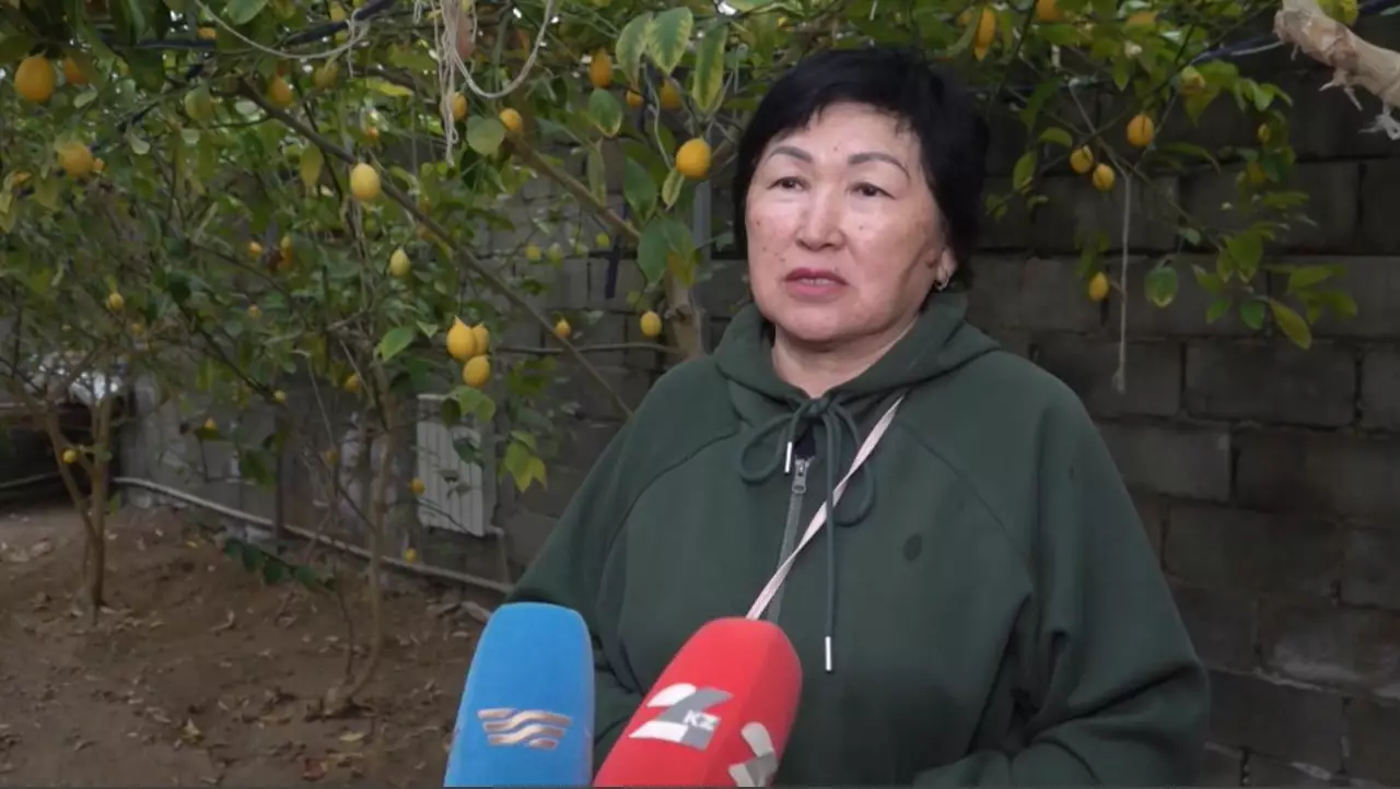 Урожай лимонов собирает садовод в Уральске