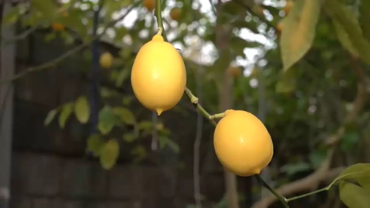 Орал кәсіпкері жылыжайында лимон өсіреді