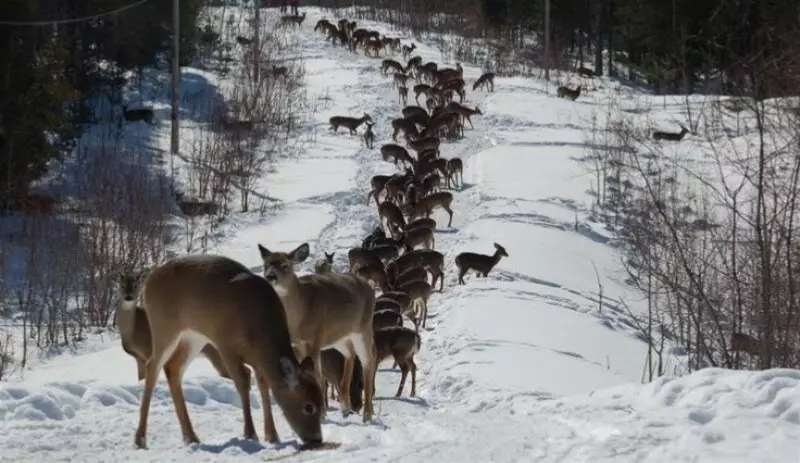 Аномальную миграцию косуль из России в Казахстан объяснили лесники