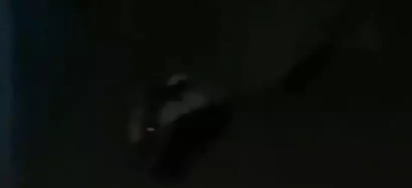 Барсука заметили в одном из жилых районов Семея