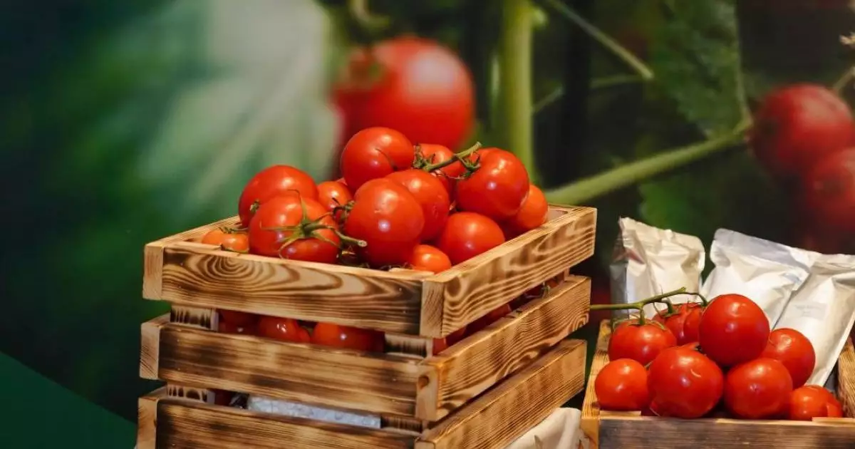  Шымкентте жылына 36 мың тонна көкөніс өсіретін жылыжай кешені салынады 