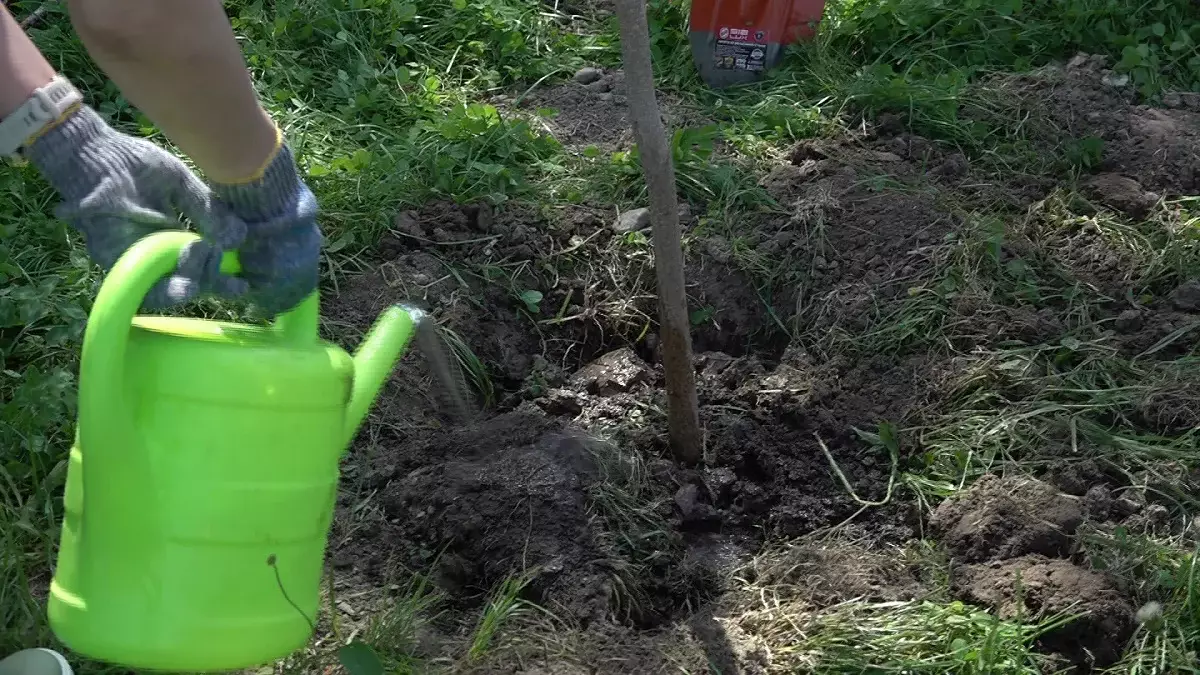 Президенттің 2 млрд ағаш отырғызу туралы тапсырмасы қашан орындалады – министр жауабы