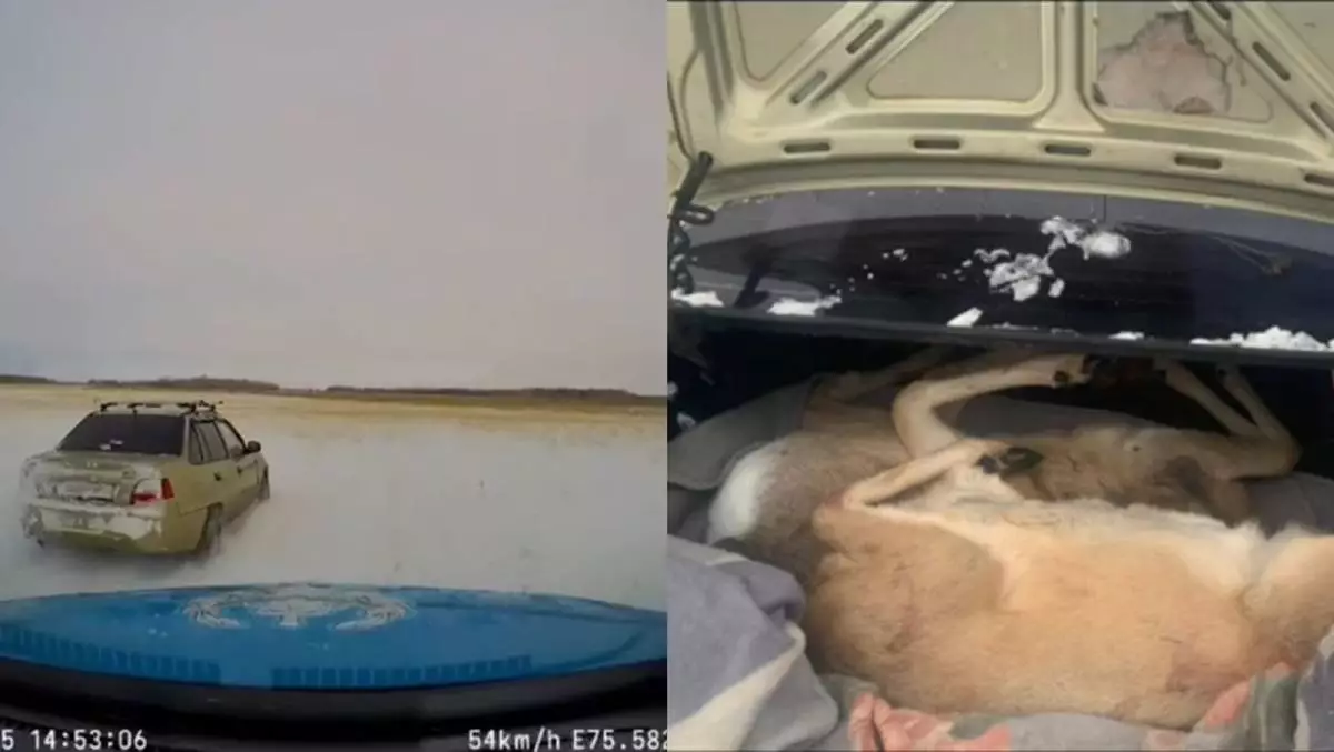 Туши косуль изъяли у жителей Павлодарской области (ВИДЕО)