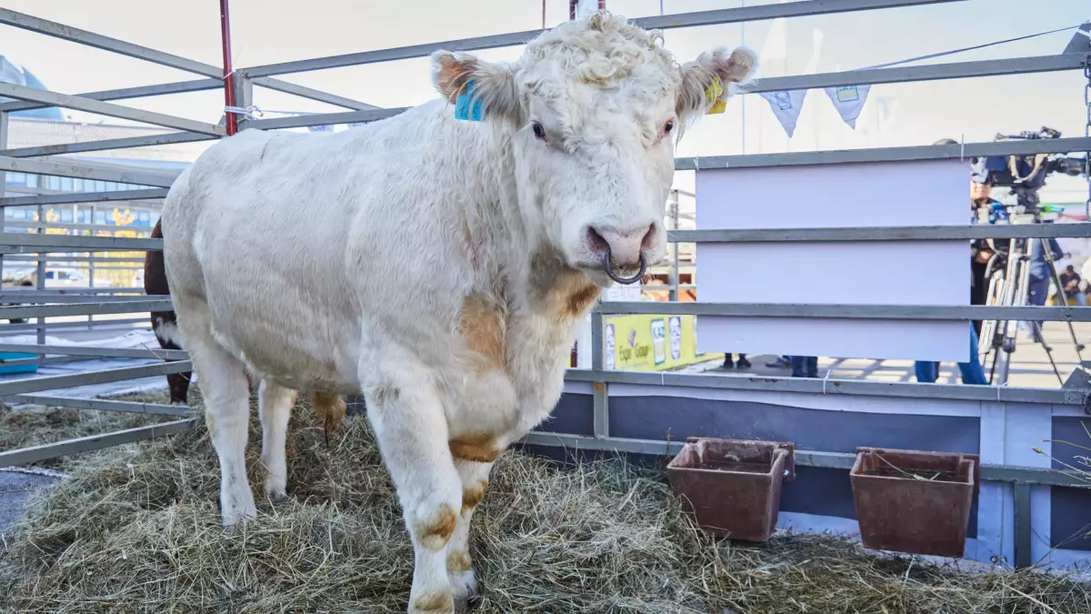 Солтүстік Қазақстанда 10 мың басқа арналған ірі ферма салынбақ