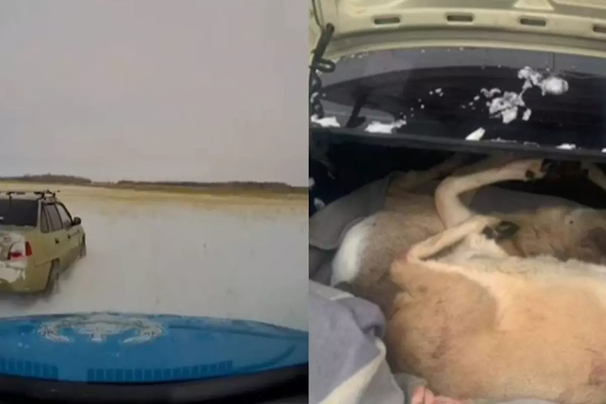 Туши косуль и четыре ружья: в Прииртышье накрыли группу браконьеров