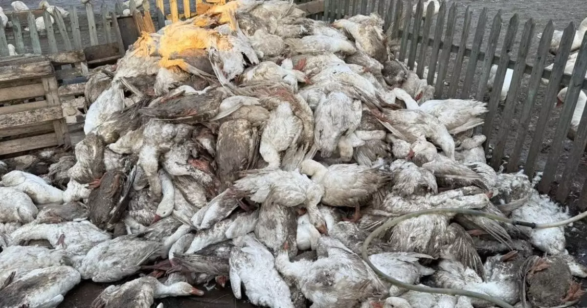  СҚО-да 7 мыңнан астам құс қырылған: тұрғындарға өтемақы төлене ме 