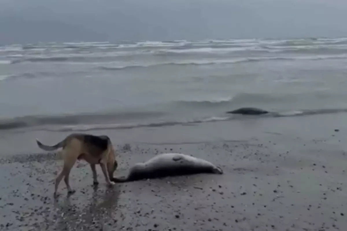 Каспийде жаппай қырылу: 500-ге жуық итбалықтың өлі денесі табылды