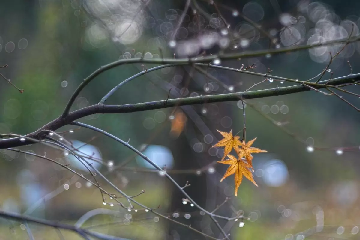 Туман и дождь накроют Шымкент