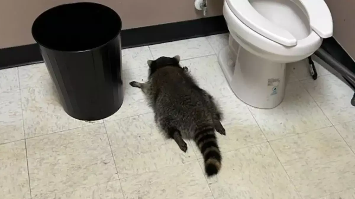 В США енот проник в алкомаркет, напился и уснул в туалете - новости на Lada.kz 04.12.2025