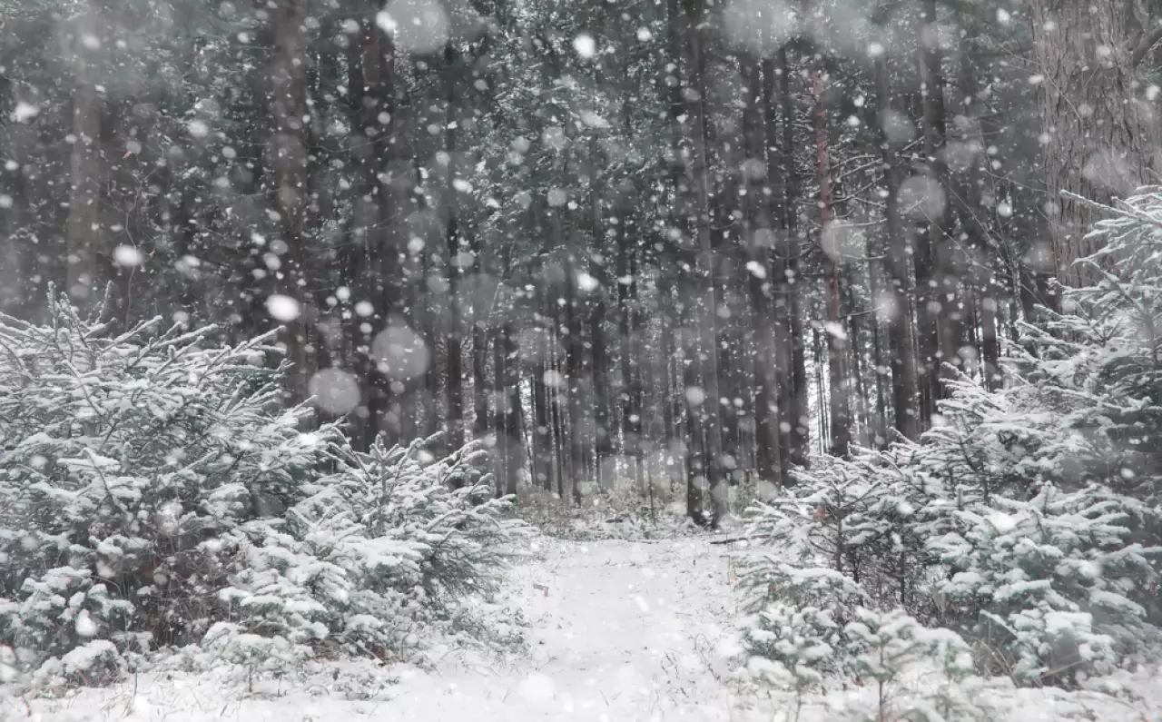 Метель и гололед: прогноз погоды на 5 декабря