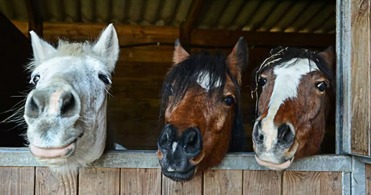  Аягөзде жайылымда жүрген үш жылқыны ұрлап кеткен адам ұсталды 