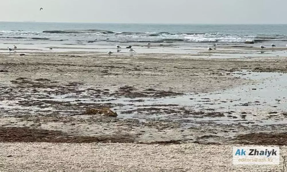 Каспий уходит: что скрывают цифры и готовы ли власти Мангистау к безводному будущему