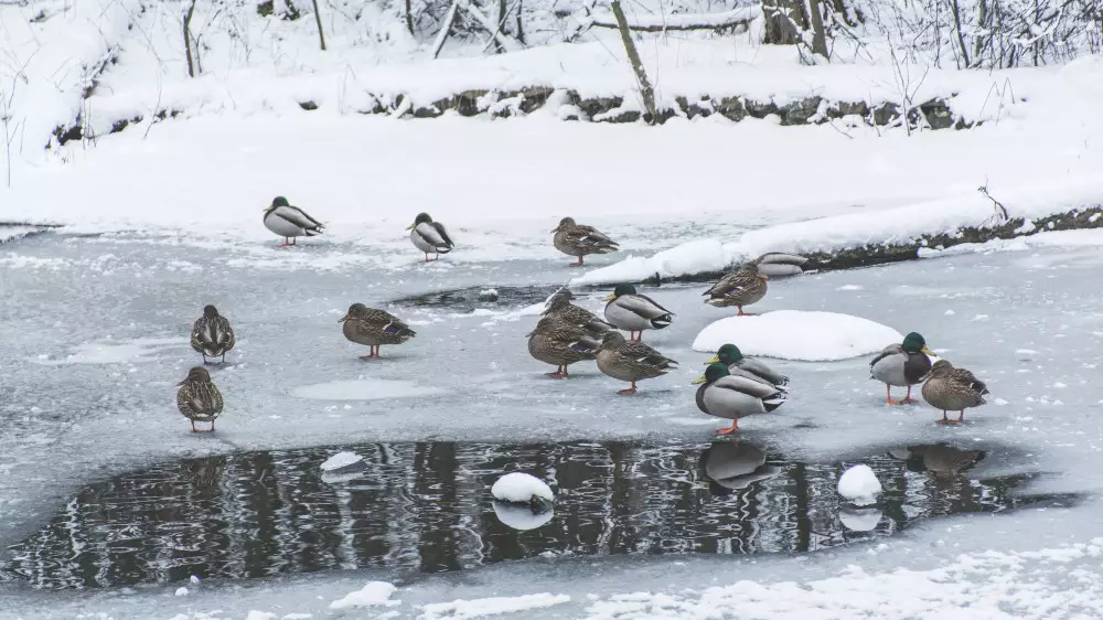 Арктический холод надвигается на Казахстан