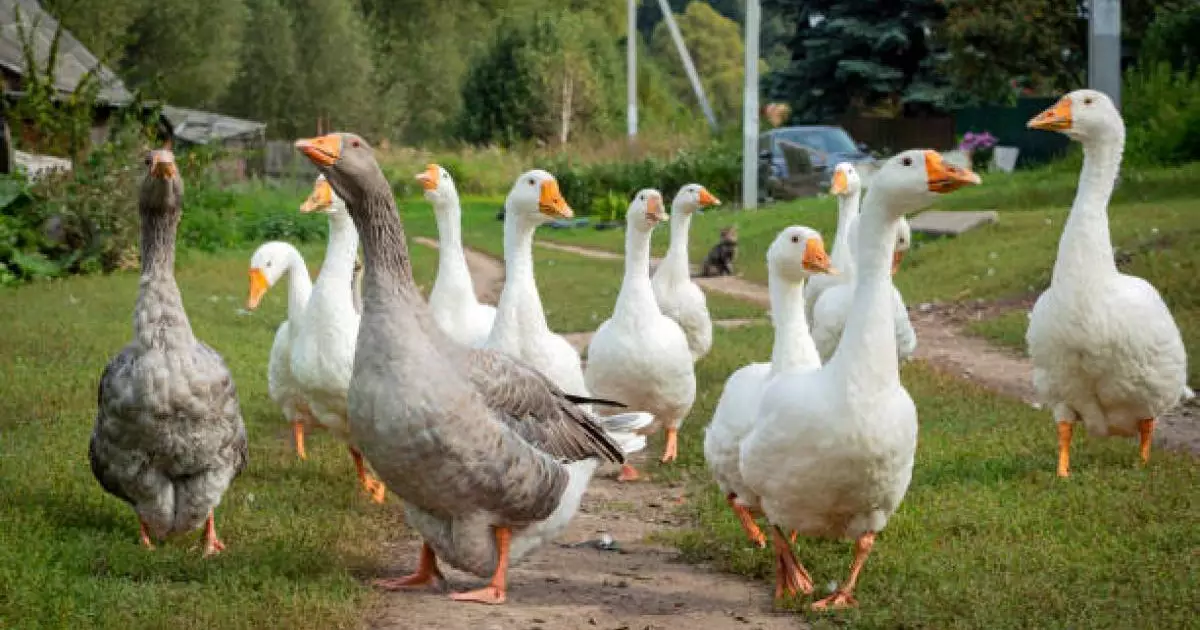  Солтүстік Қазақстанда 7 мың қаз қырылды: Өтемақы төлене ме? 