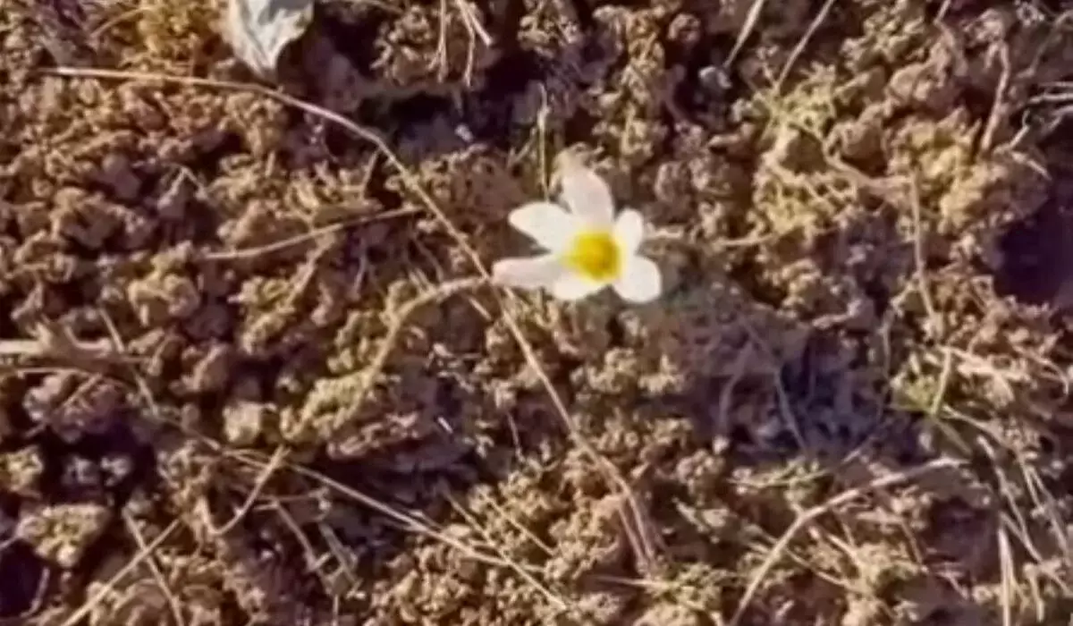 Крокус зацвел в декабре в горах близ Алматы (ВИДЕО)