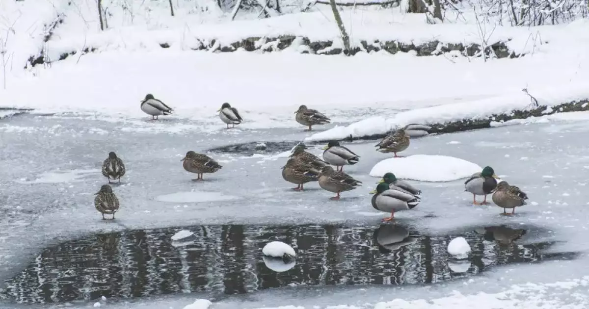  Арктический холод надвигается на Казахстан 