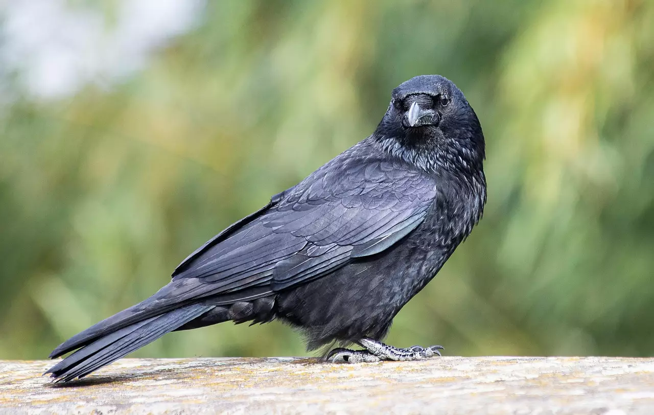 Қарға не үшін &#171;қарға&#187; атанды?