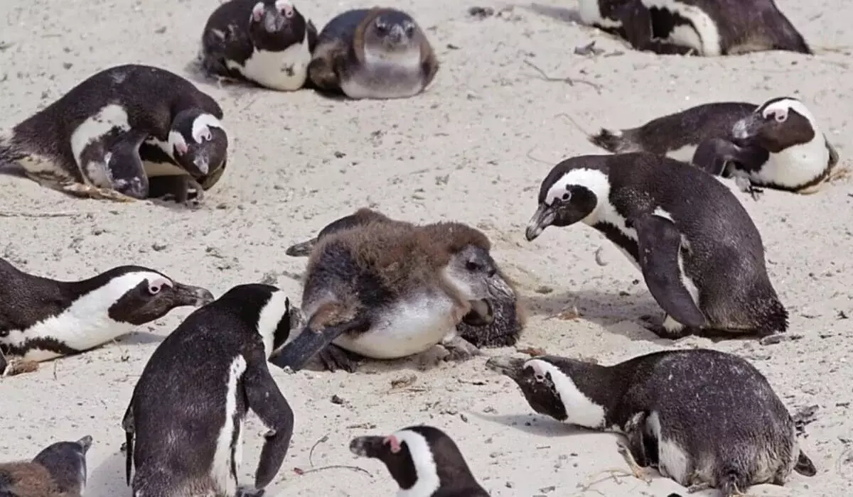 Африканские пингвины массово гибнут из-за нехватки пищи