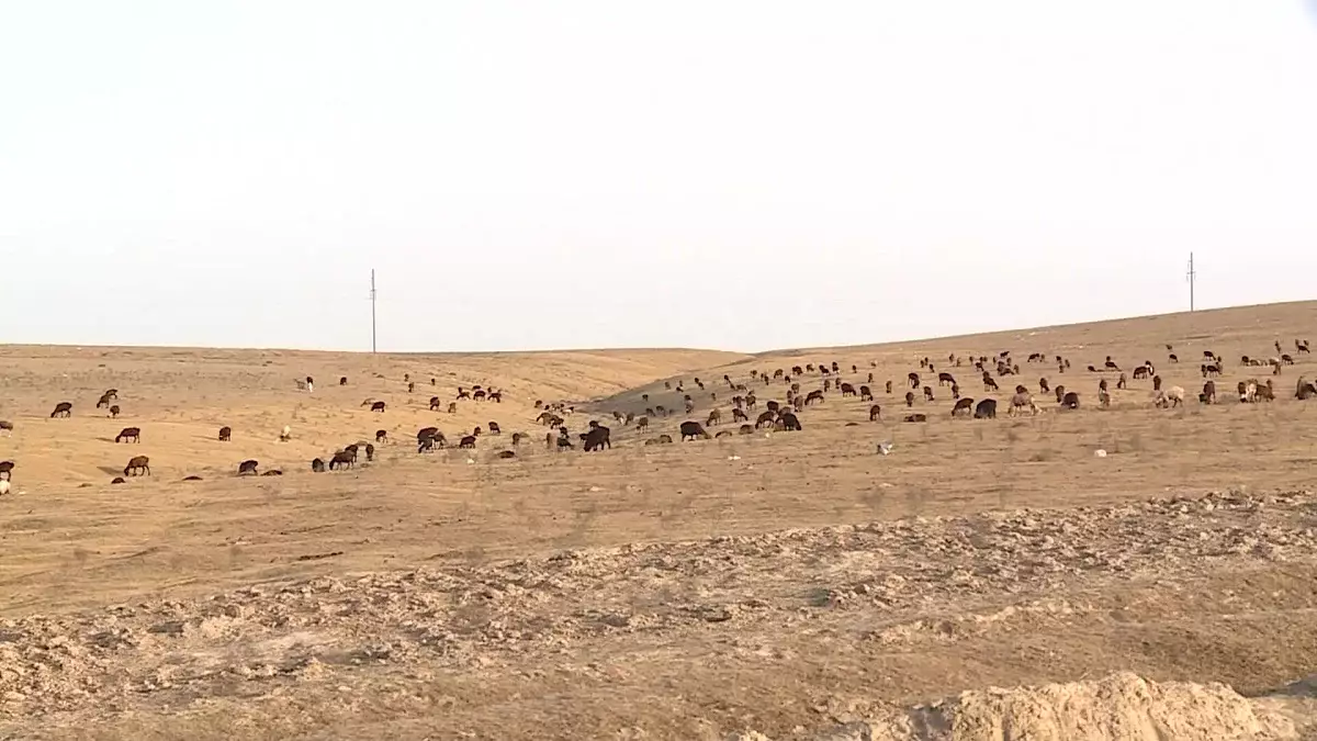 Мал шаруашылығын дамыту: 5-6% мөлшерлемемен жеңілдетілген несие берілуі мүмкін