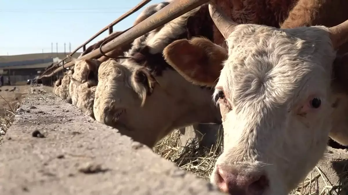 Қазақстанда етті мал шаруашылығының австралиялық моделі енгізіліп жатыр